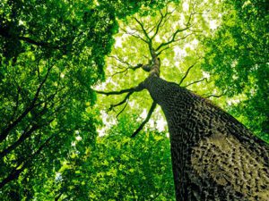 Tree in the Woods