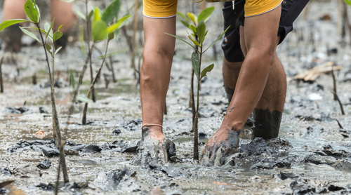 Man planting mangrove in Indonesia