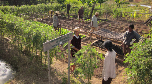 People planting Tapia in Madagascar