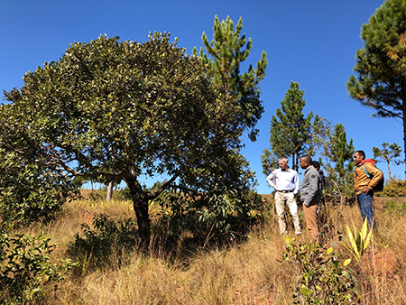 People standing near bushes in Madagascar.