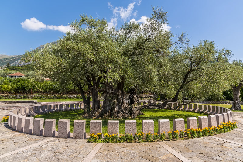 Olive Trees ()