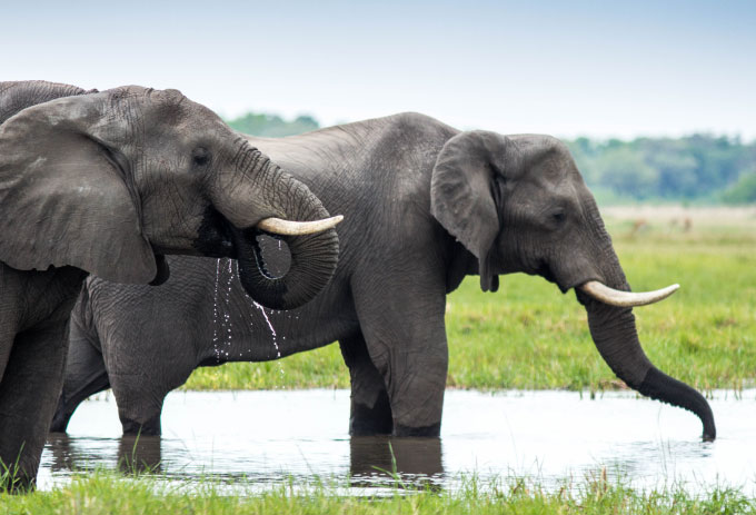 Two African elephants bathing in Botswana
